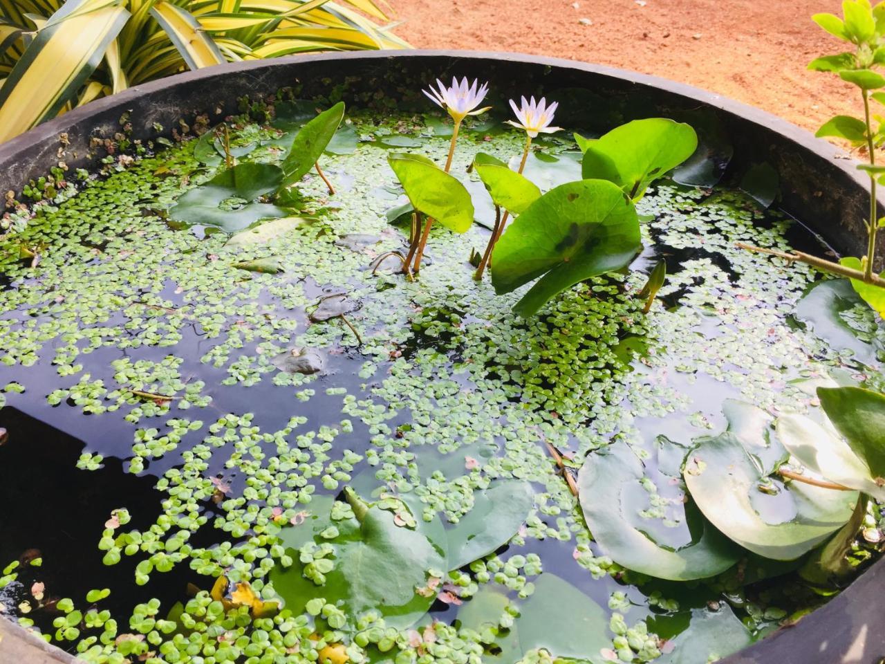 Sweet Home Tourist Rest, Cooking Classes & Tours Anuradhapura Zewnętrze zdjęcie